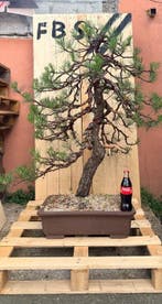Pino Thunbergii - Hoogte (boom): 100 cm - Diepte (boom): 100
