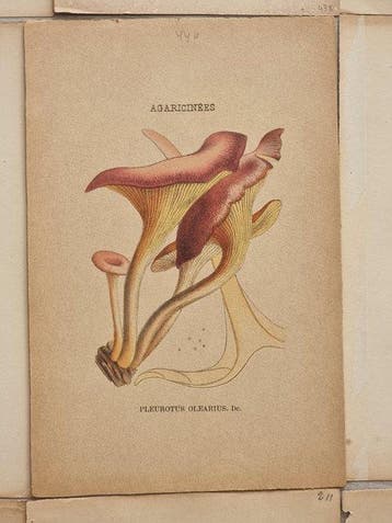 Claude Casimir Gillet (1806 /1896) - Lot. of 20 tavole Les