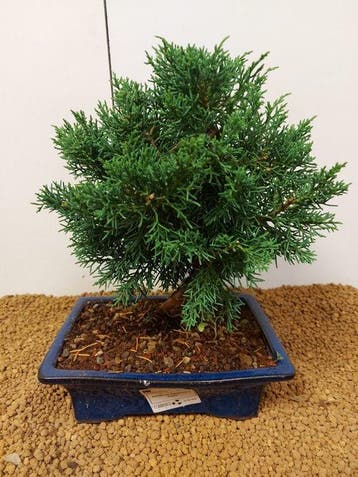 Bonsaï Genévrier (Juniperus) - Hauteur (arbre) : 28 cm -