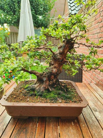 Azalea bonsai (Rhododendron) - Hoogte (boom): 55 cm - Diepte