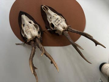 Ree Schedel van een zoogdier - Capreolus capreolus - 0 cm -