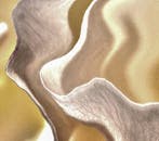 Bruno Paolo Benedetti - Rough Orange