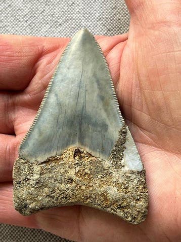 Megalodon-tand 7,8 cm - Fossiele tand - Carcharocles, Verzamelen
