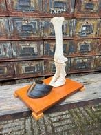 Rund Bot - Bos taurus - 30 cm - 30 cm - 22 cm-