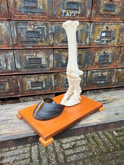 Rund Bot - Bos taurus - 30 cm - 30 cm - 22 cm-, Antiek en Kunst, Curiosa en Brocante