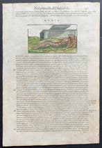 Document - Andrea Mattioli - Mumia / Canis rabiosus /