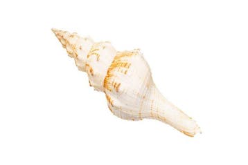 Fusinus panamensis (met operculum) Skelet - Fusinus