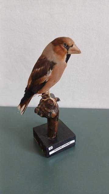 Frosone Support de corps entier pour taxidermie -, Nieuw