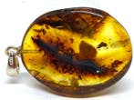 Golden Sunburst: Pendentif bouclier en ambre de la Baltique