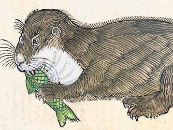 Conrad Gessner [1516-1565]; folio with woodcut - Otter -