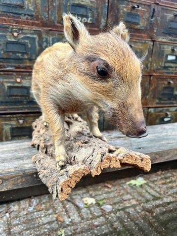 Wild zwijn Taxidermie volledige montage - Sus scrofa - 30 cm, Nieuw