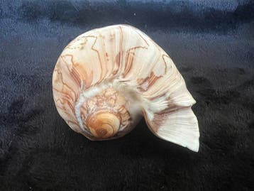 Gastropode Zeeschelp - Cymbiola nobilis Freak (Zonder