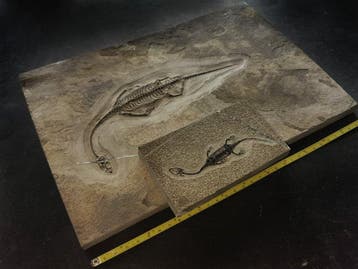 Une paire de squelettes fossiles de Keichousaurus en vue, Collections