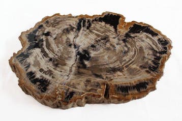 Versteend hout - Gefossiliseerd hout - Dipterocarpus - 34 cm, Verzamelen, Mineralen en Fossielen