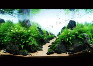 Landscape stone 10-15cm - aquarium decoratie stenen, Verzenden, Plant(en), Steen of Hout