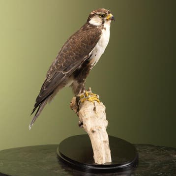 Indische Lannervalk Taxidermie Opgezette Dieren By Max, Verzamelen, Ophalen of Verzenden, Nieuw, Vogel, Opgezet dier
