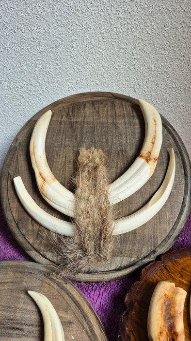 Wrattenzwijn Set tanden - Phacochoerus africanus - 3 très, Verzamelen, Dierenverzamelingen