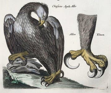 Matthäus Merian (1593-1650) - hand coloured engraving with