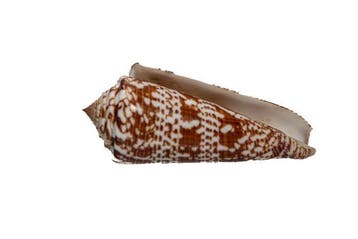 Conus thomae 80mm  Spectaculaire reusachtige zeldzaamheid