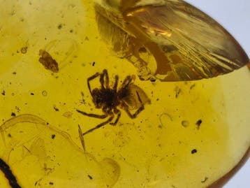 Ambre de Birmanie - Ambre - “Burmese amber with