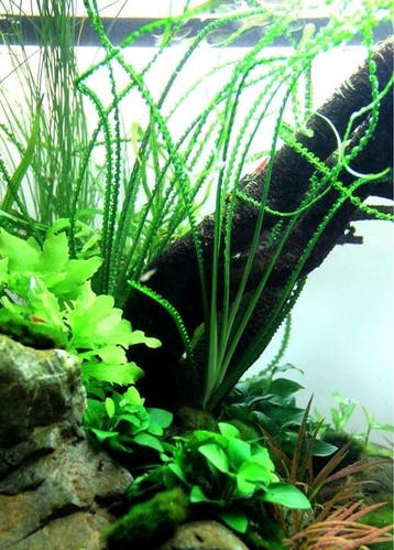 Tropica crinum calamistratum, Verzenden, Nieuw