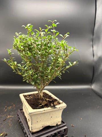 Japanese holly bonsai (Ilex crenata) - Hauteur (arbre) : 20