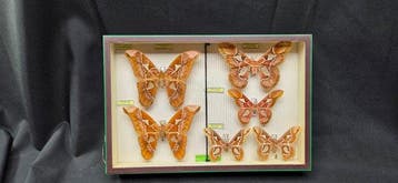 World Saturnidae / Months - ex French Mr BAILLET Collection