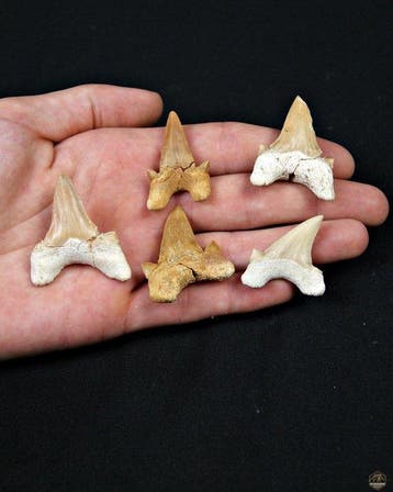 Haai - Fossiele tand - Otodus obliquus (Zonder minimumprijs)