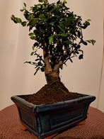 Bonsaï Orme de Chine (Ulmus parviflora) - Hauteur (arbre) :