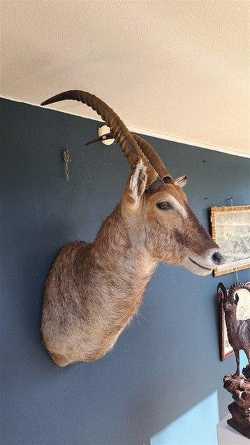 Waterbok Taxidermie volledige montage - Een geprepareerde, Verzamelen, Nieuw