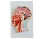 Anatomisch model mediaan van het hoofd ST-ATM 62, Verzenden