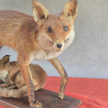 Renard roux Support mural pour taxidermie - Vulpes vulpes -, Verzamelen, Nieuw