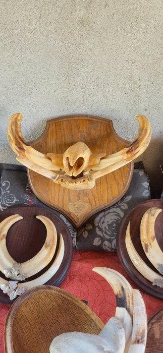 Wrattenzwijn Set tanden - Phacochoerus africanus - lot, Verzamelen, Dierenverzamelingen, Nieuw