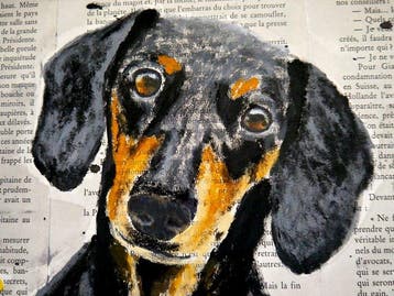Bazévian DelaCapucinière - Into the wild Dachshund Dog