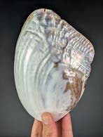 moule nacrée Coquillage marin - Unionidae sp. ( freshwater, Nieuw