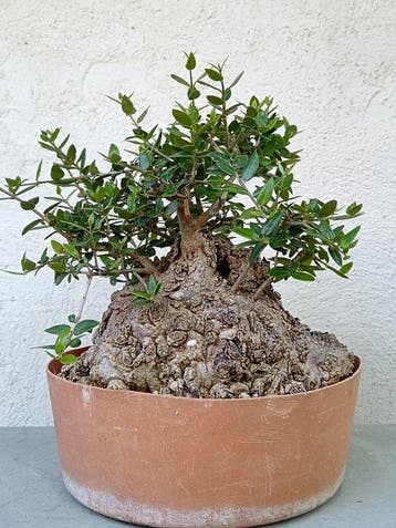 Olea Oleaster - Hoogte (boom): 15 cm - Diepte (boom): 15 cm, Antiquités & Art