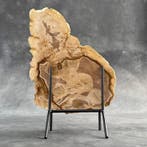 Magnifique tranche de bois pétrifié sur un socle