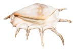 Grote spinnenconch $$$ VERZAMELSTUK $$$ Taxidermie, Verzamelen, Mineralen en Fossielen