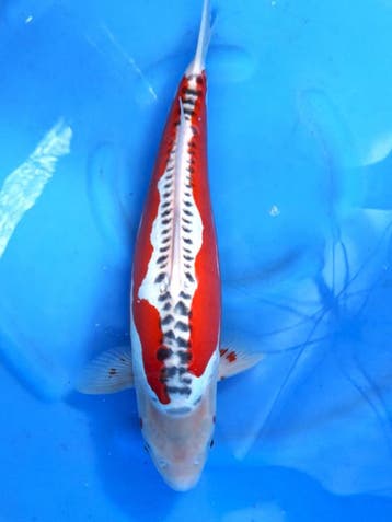 HQ Shusui van Ozumi Ikarashi 39cm (Japanse Koi), Ophalen of Verzenden, Nieuw