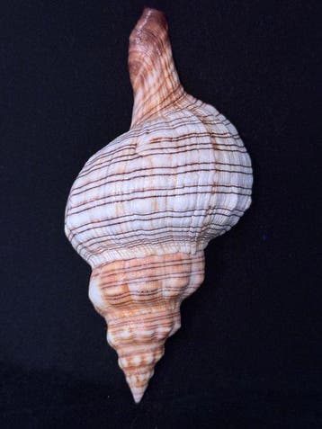 Zeeslak Zeeschelp - S-496 PLEUROPLOCA TRAPEZIUM (Zonder, Nieuw