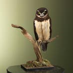 Briluil Taxidermie Opgezette Dieren By Max, Ophalen of Verzenden, Opgezet dier
