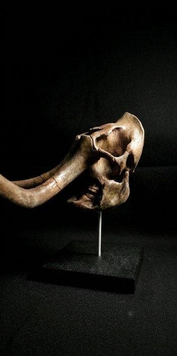 Wolharige mammoet Taxidermie replica montage - Replica