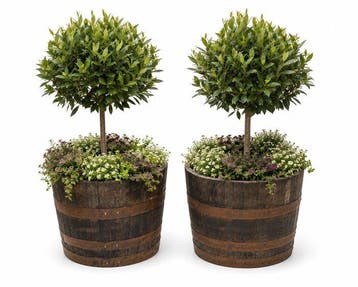 Vat (3) - whiskyton en plantenkuipen - Eik - whiskyton /