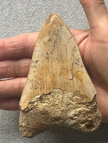 Megalodon-tand 11,8 cm - Fossiele tand - Carcharocles