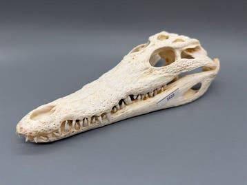 Nijlkrokodil Schedel - Crocodylus niloticus - 7 cm - 10 cm -