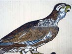 Conrad Gesner - First Issue - Eagle, Ornithology - Hand