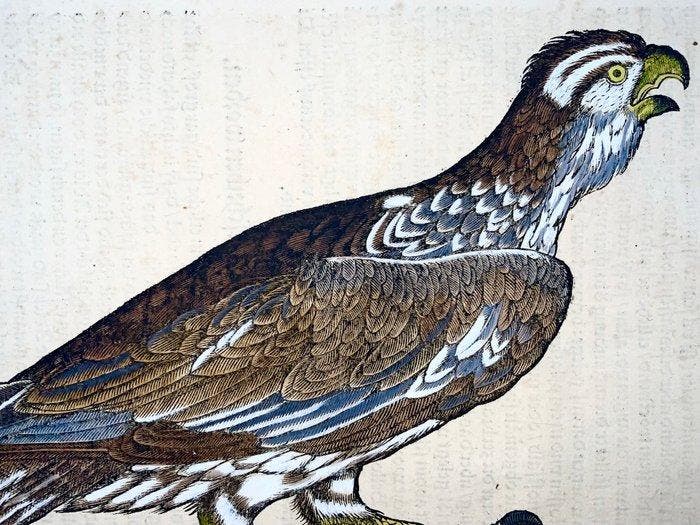 Conrad Gesner - First Issue - Eagle, Ornithology - Hand, Antiek en Kunst, Antiek | Boeken en Manuscripten