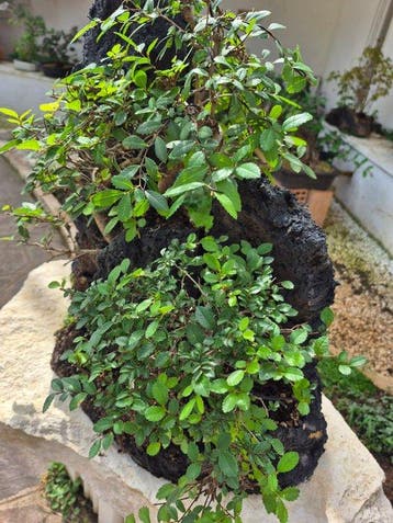 Bonsaï de Zelkova - Pièce de collection - Hauteur (arbre) :