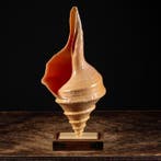 Taille extra, Australian lourd, ou trompette factice - Base