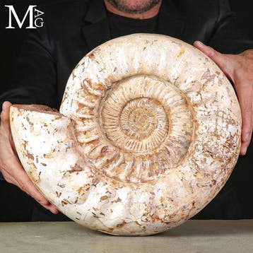 Jurassische ammoniet Grote Kranaosphinctes Rabei, Verzamelen